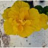Hibiscus Macdelveon's Yellow 3.3L