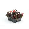 Begonia Bronze Leaf Mix