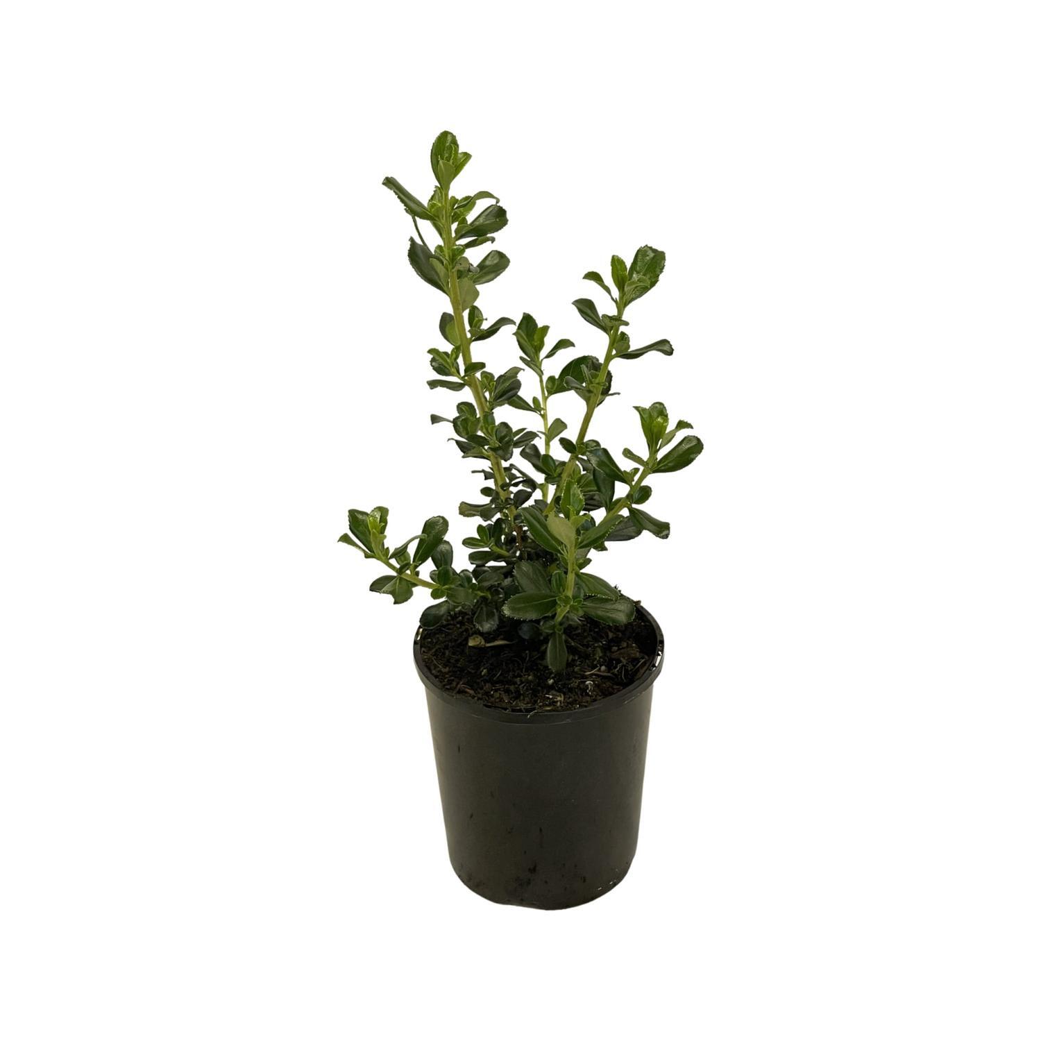 Escallonia Apple blossom