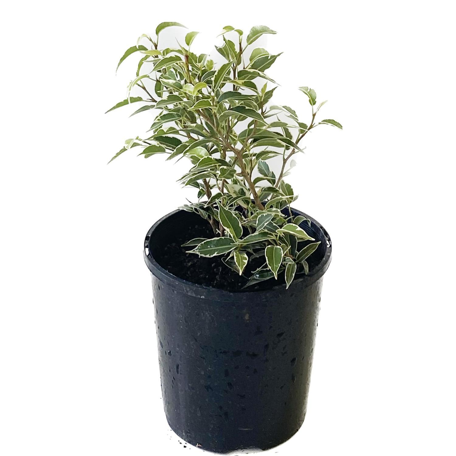 Ficus Nikita 12cm