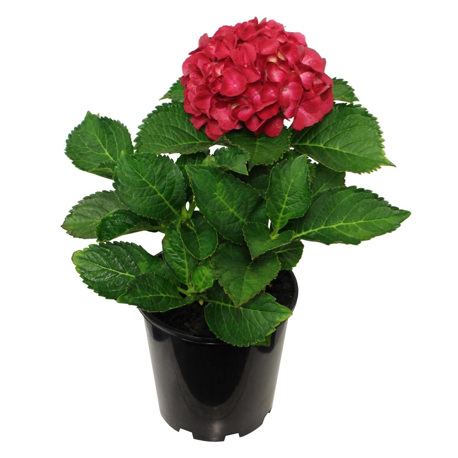 Hydrangea Paris