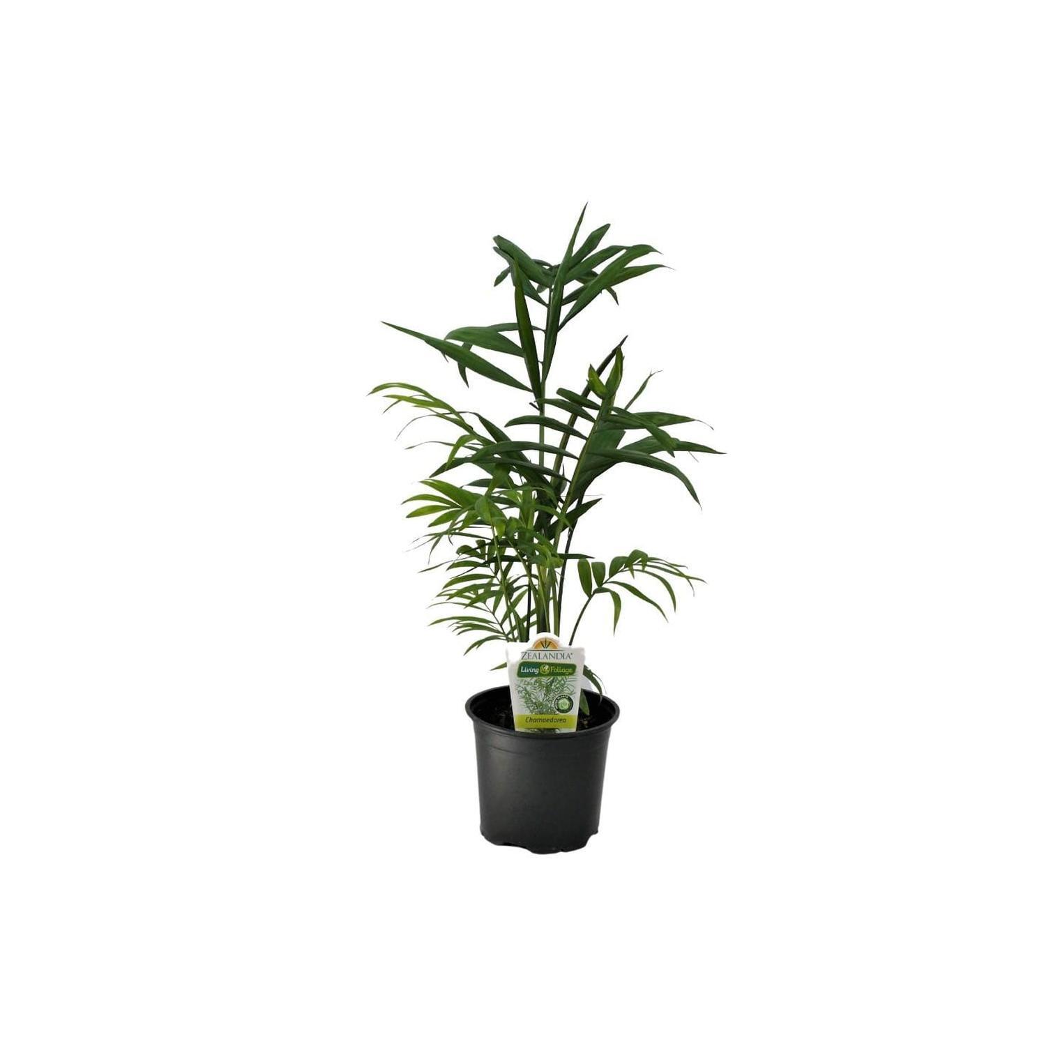 Chamaedorea Elegans
