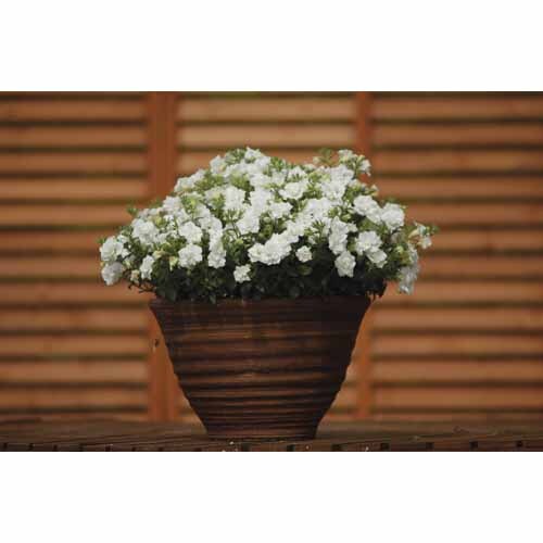 Colourwave Surfinia Summer Doubles White