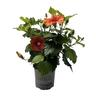 Flowering Hibiscus