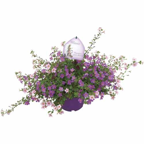 Bacopa 3 Colour Mix