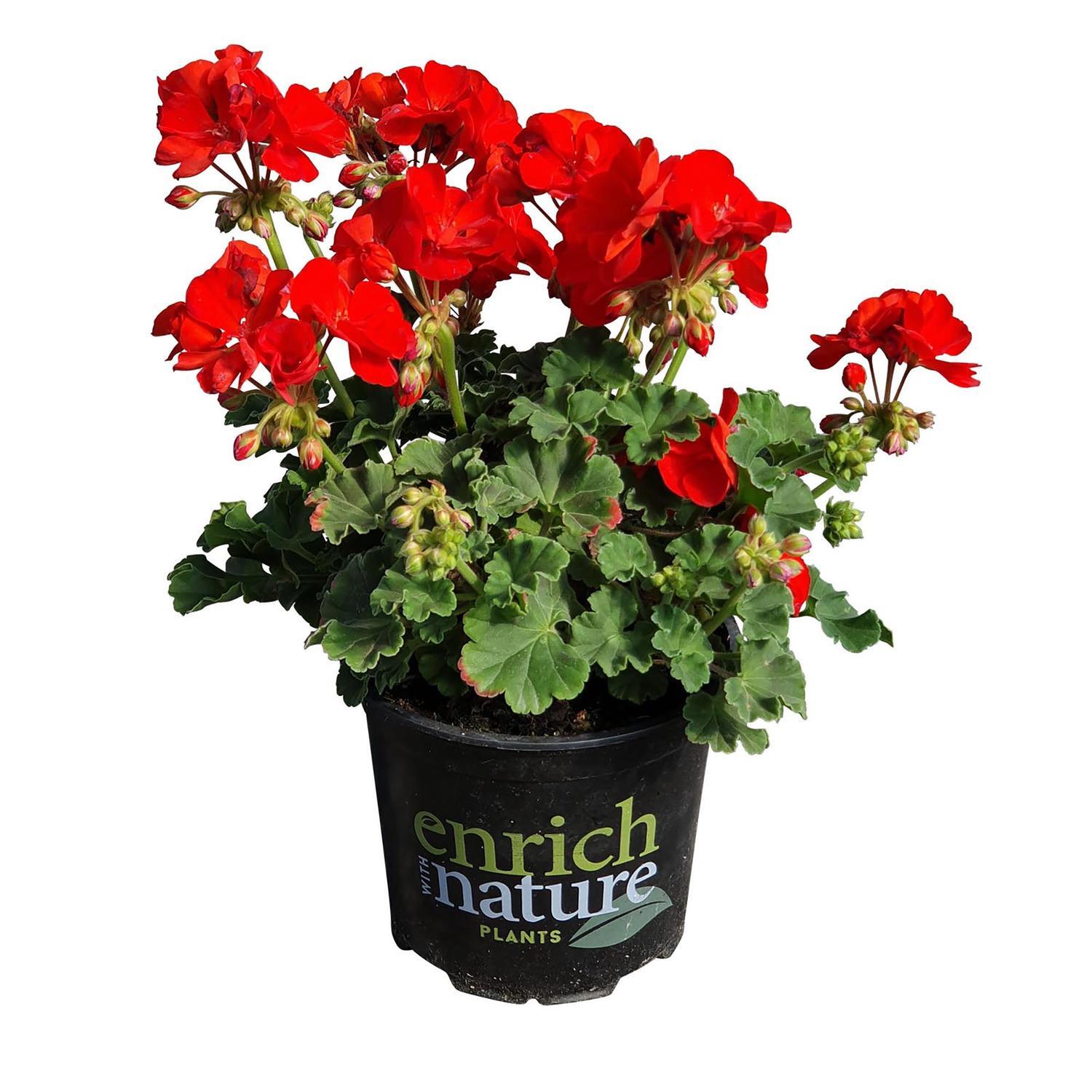 Pelargonium Victor