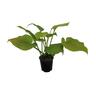 Hosta Sum & Substance