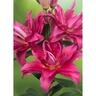 Lily Oriental Roselily Floretta Pack of 1