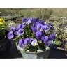 Viola Magnifi Scent Amy