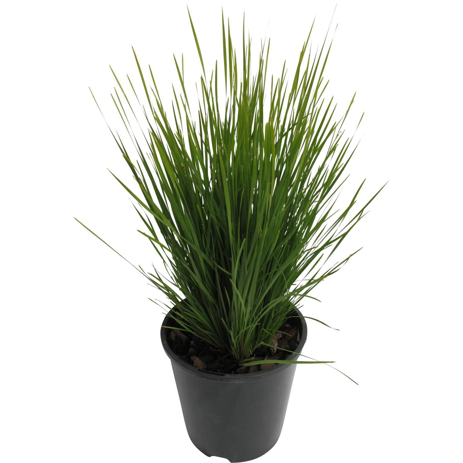 Lomandra Nyalla