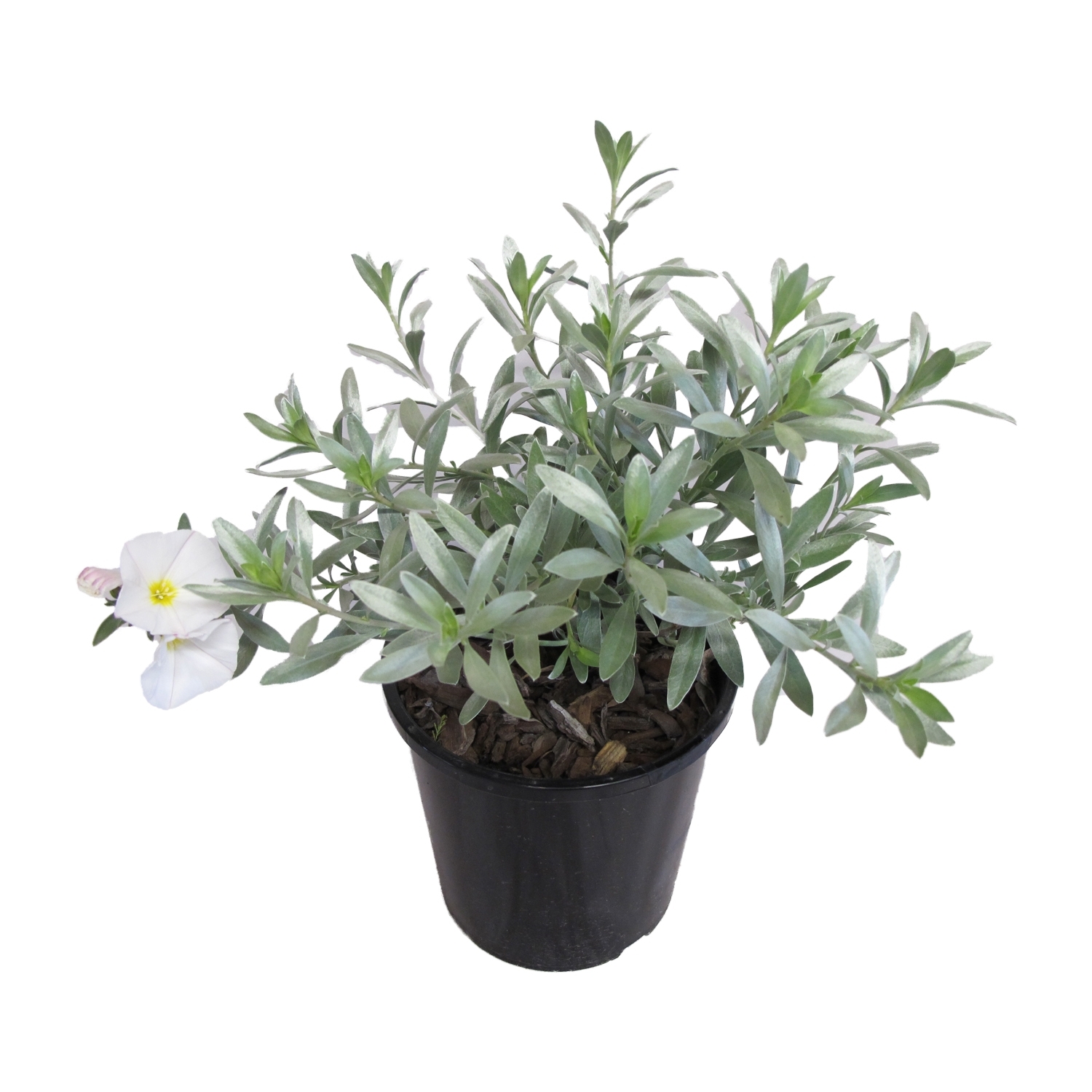 Convolvulus Cneorum