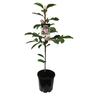 Michelia Paton Pink
