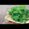 Herb Mint Common