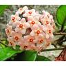 Hoya Carnosa
