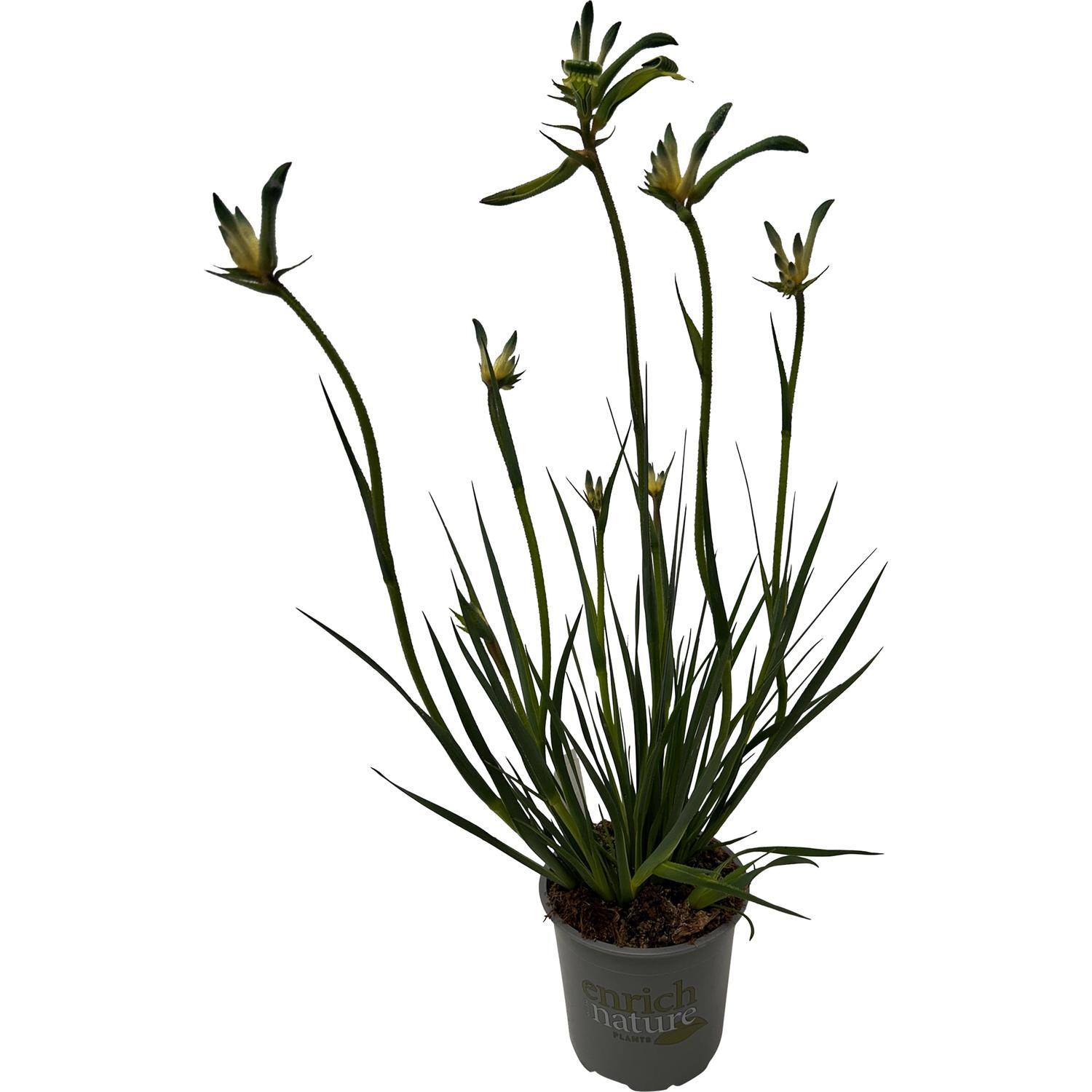 Anigozanthos Celebrations® Aussie Spirit™