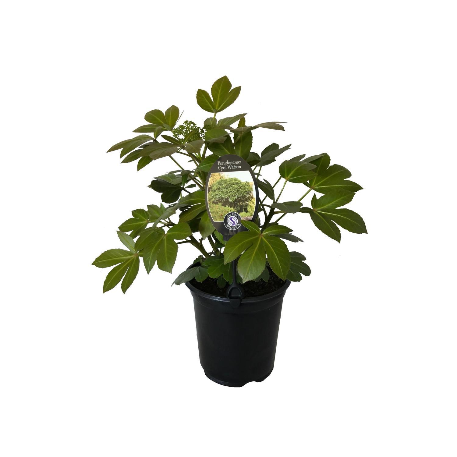 Pseudopanax Cyril Watson