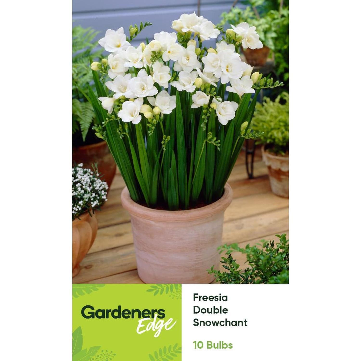 Freesia Double White Snowchant 10 pack