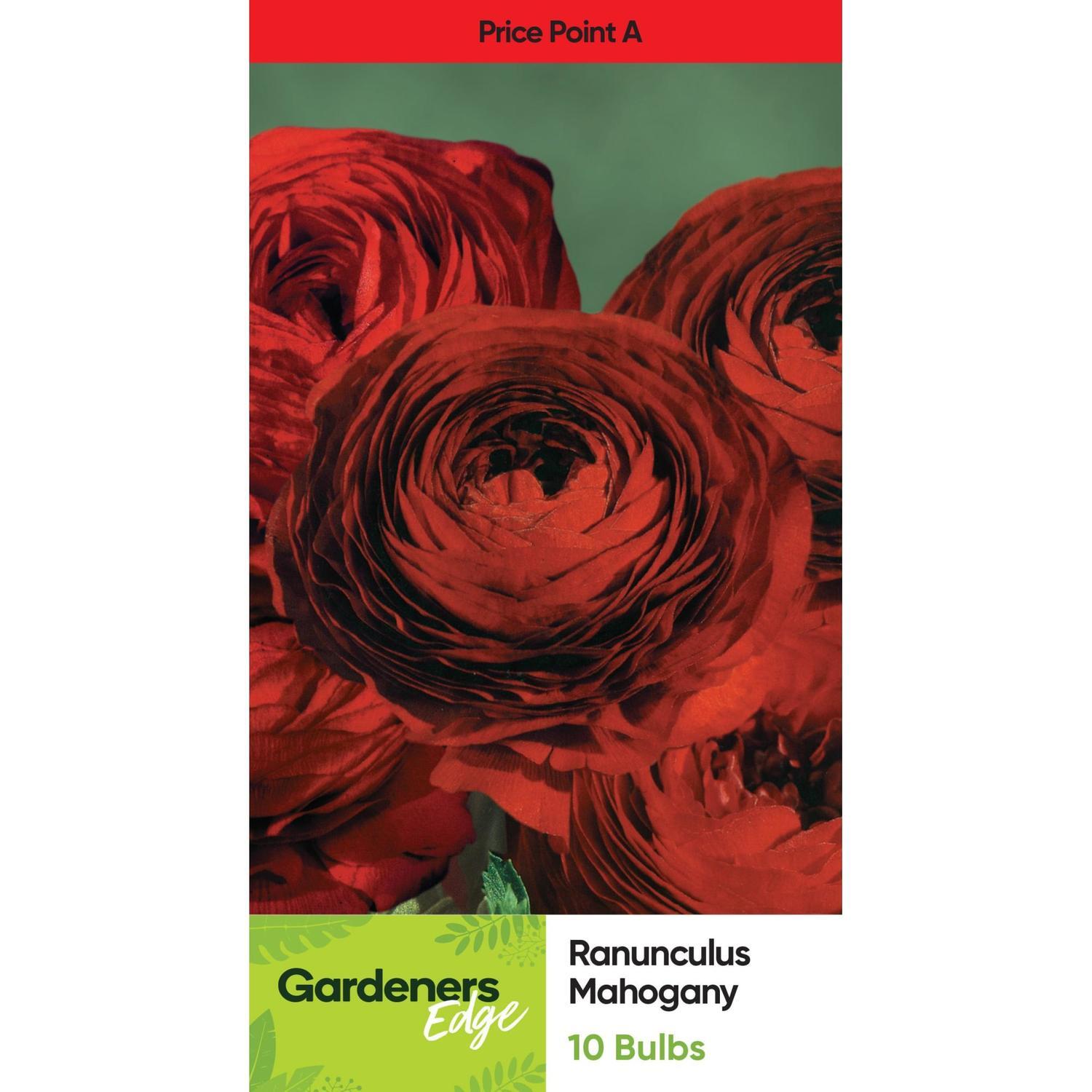 Ranunculus Mahogany