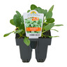 Spinach Popeye Pack of 6