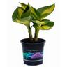 Hosta Hudson Bay