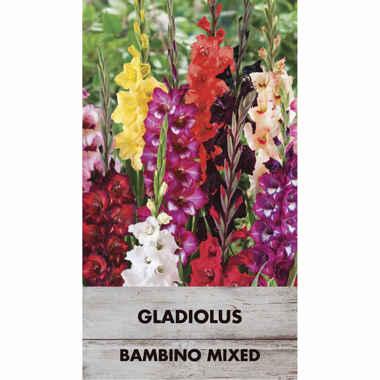 Gladioli 'Minature Mix'