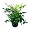 Instant Impact Collection Nandina Lemon & Lime 4.5 litre Green, Lime, Yellow