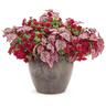 Calibrachoa Double Ruby