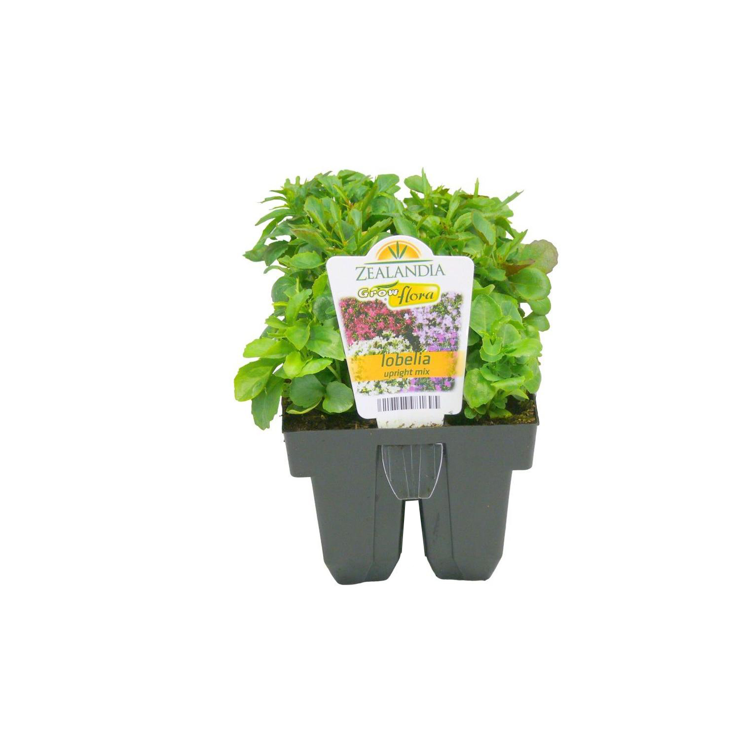 Lobelia Upright