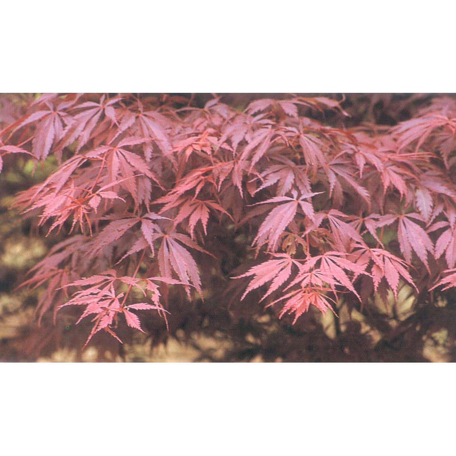 Acer P. Burgundy Lace