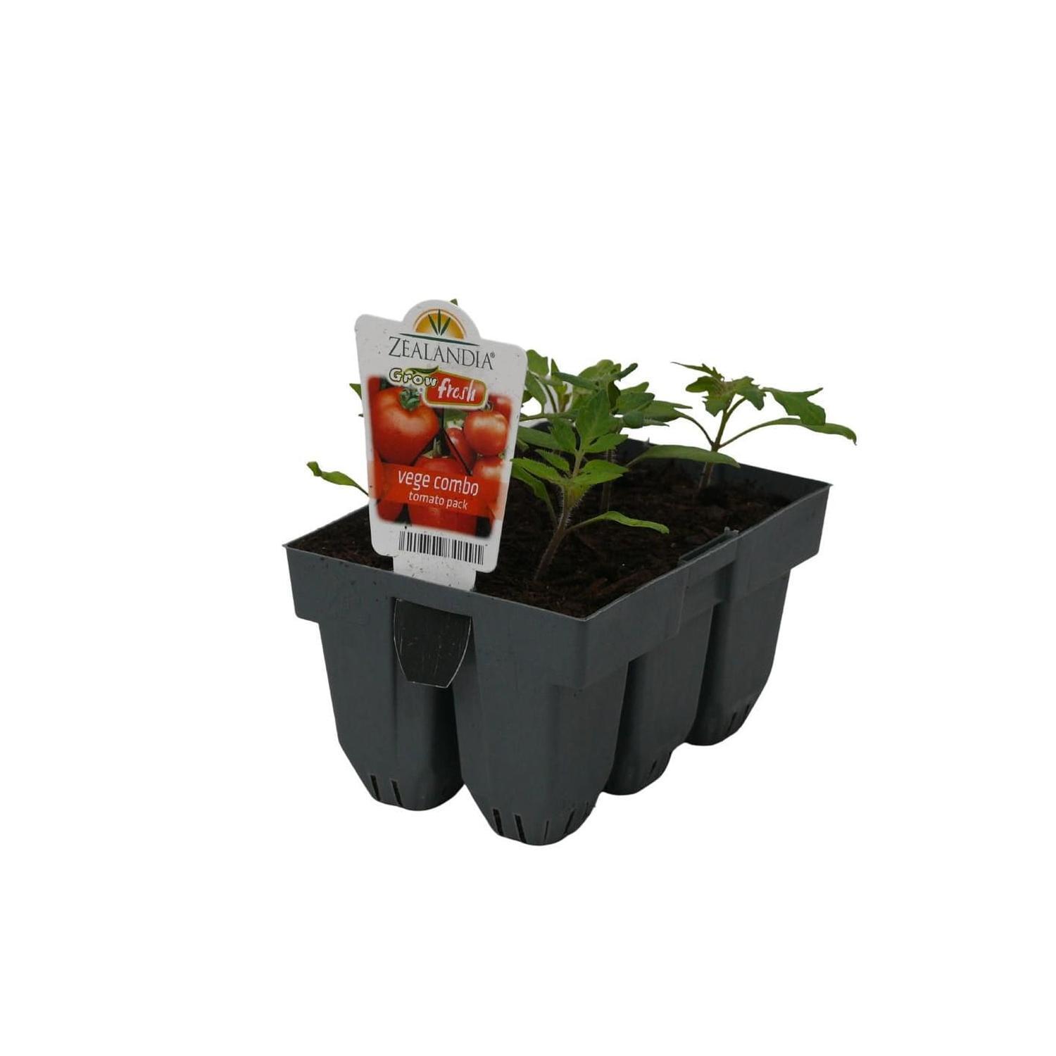 Tomato Combo Pack