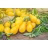 Tomato Golden Pear Drop