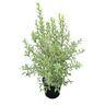Pittosporum Tenuifolium Variegata 6L