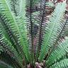 Blechnum Discolour