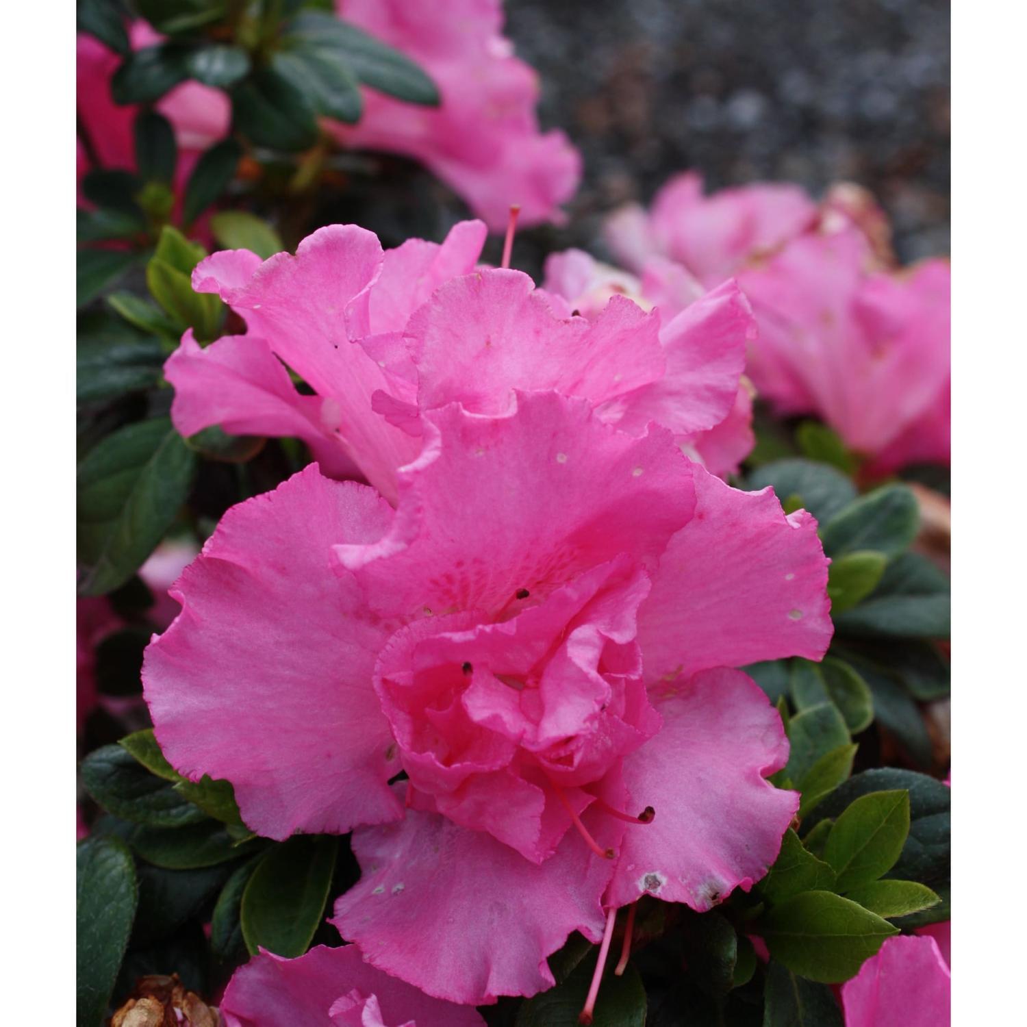 Azalea