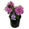 Azalea Autumn Lilac