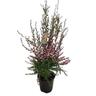 Leptospermum Wiri Shelley