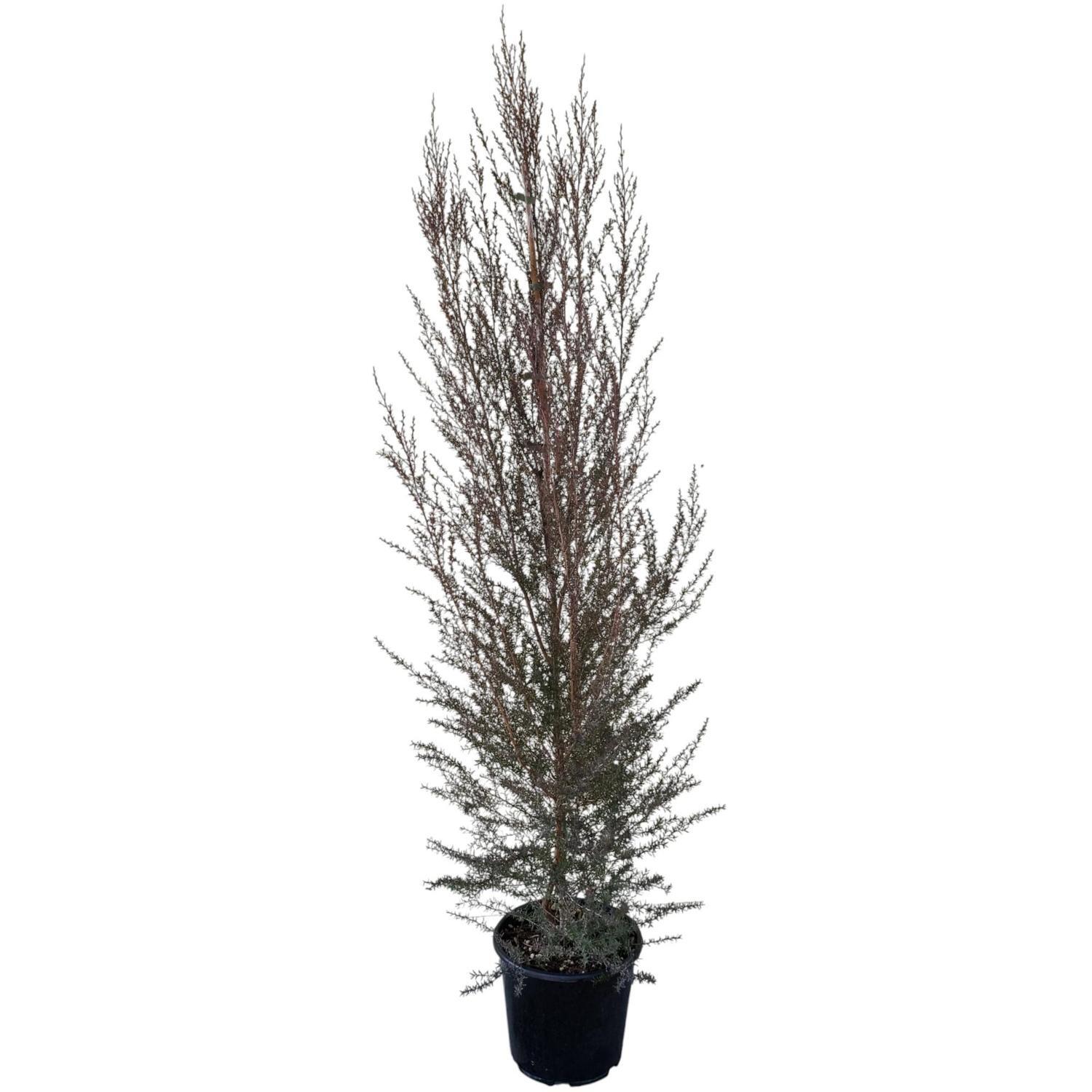 Leptospermum 'Tea Tree' Burgundy Queen 8.5L