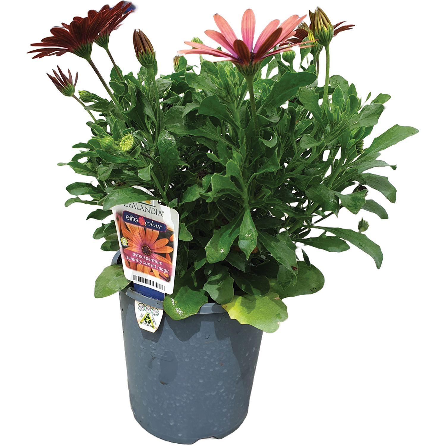 Osteospermum 14cm