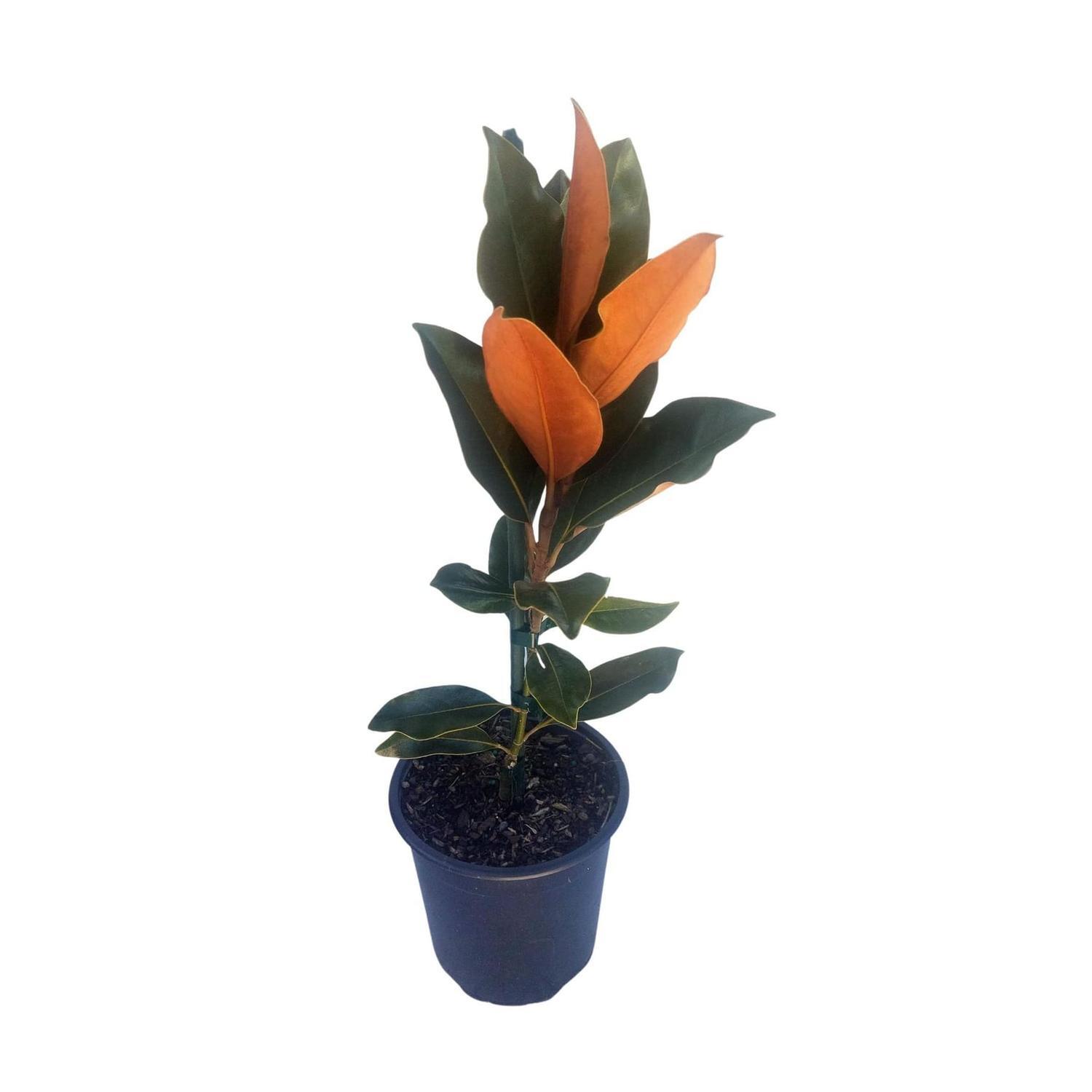 Magnolia 'little gem'