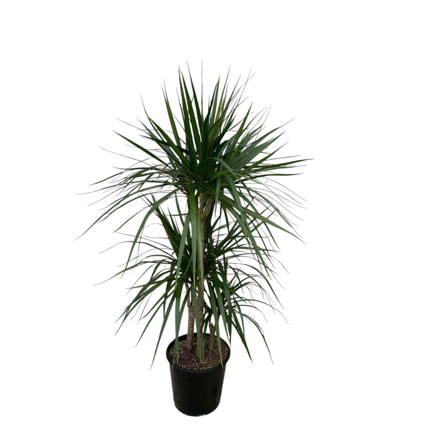 Dracaena Marginata Green Triple 20cm