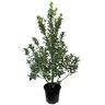 Pittosporum Stephen's Island