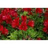 Alstroemeria Inca Bandit