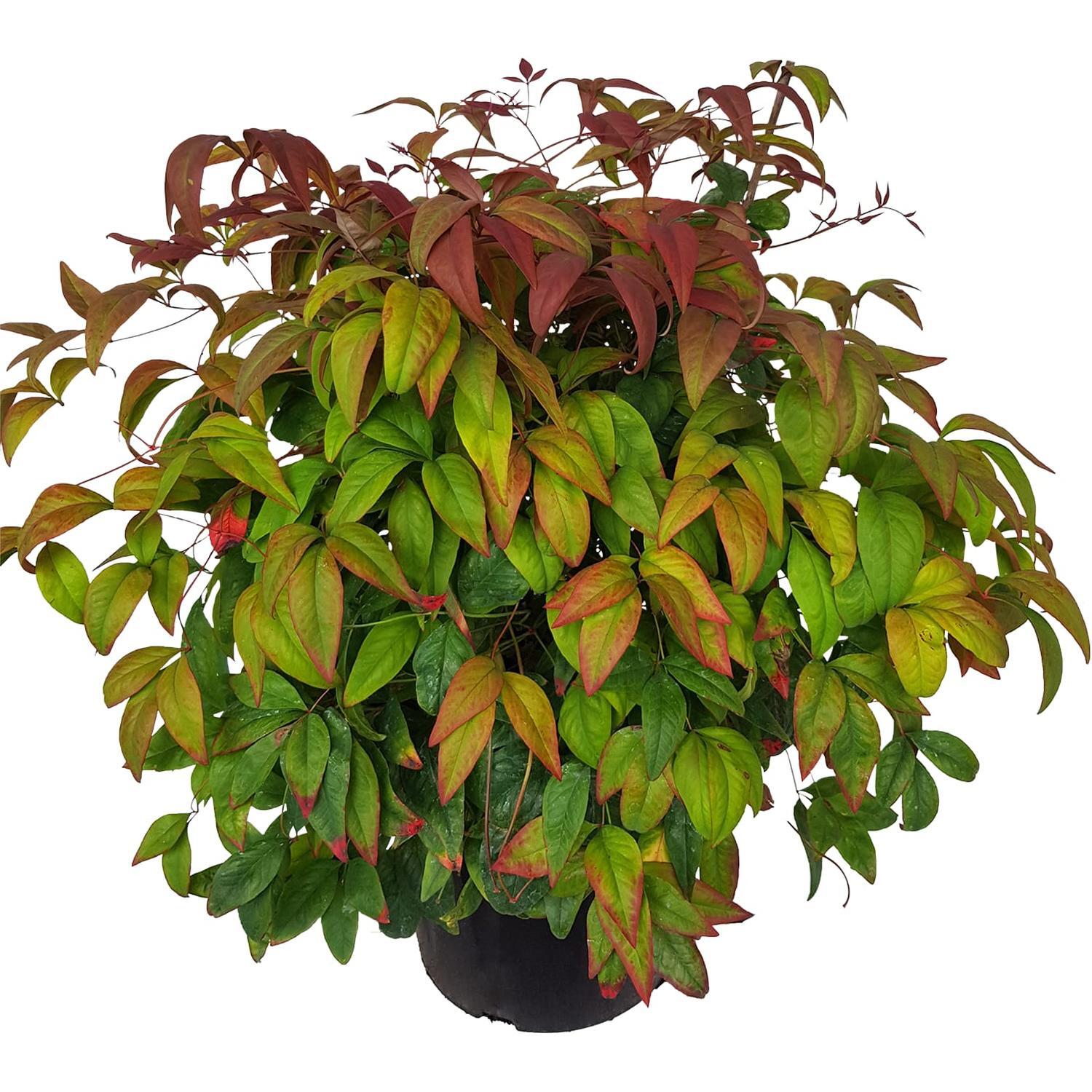Nandina Blush
