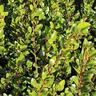 Griselinia Canterbury