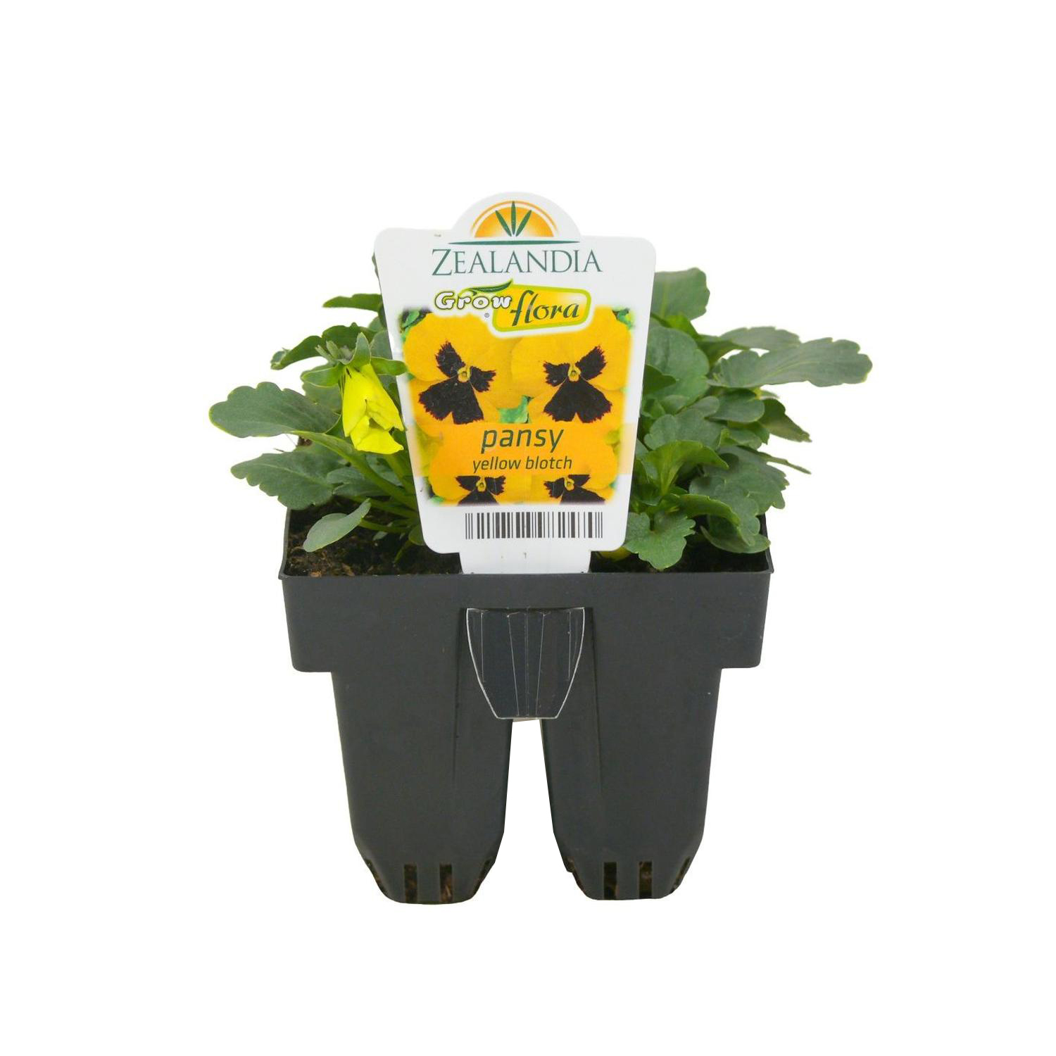 Pansy Delta