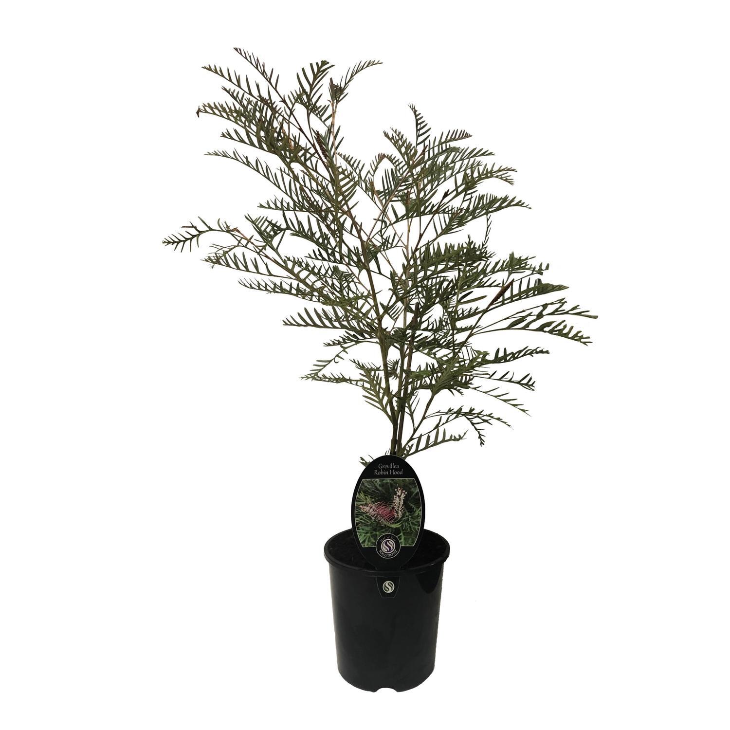 Grevillea Robin Hood