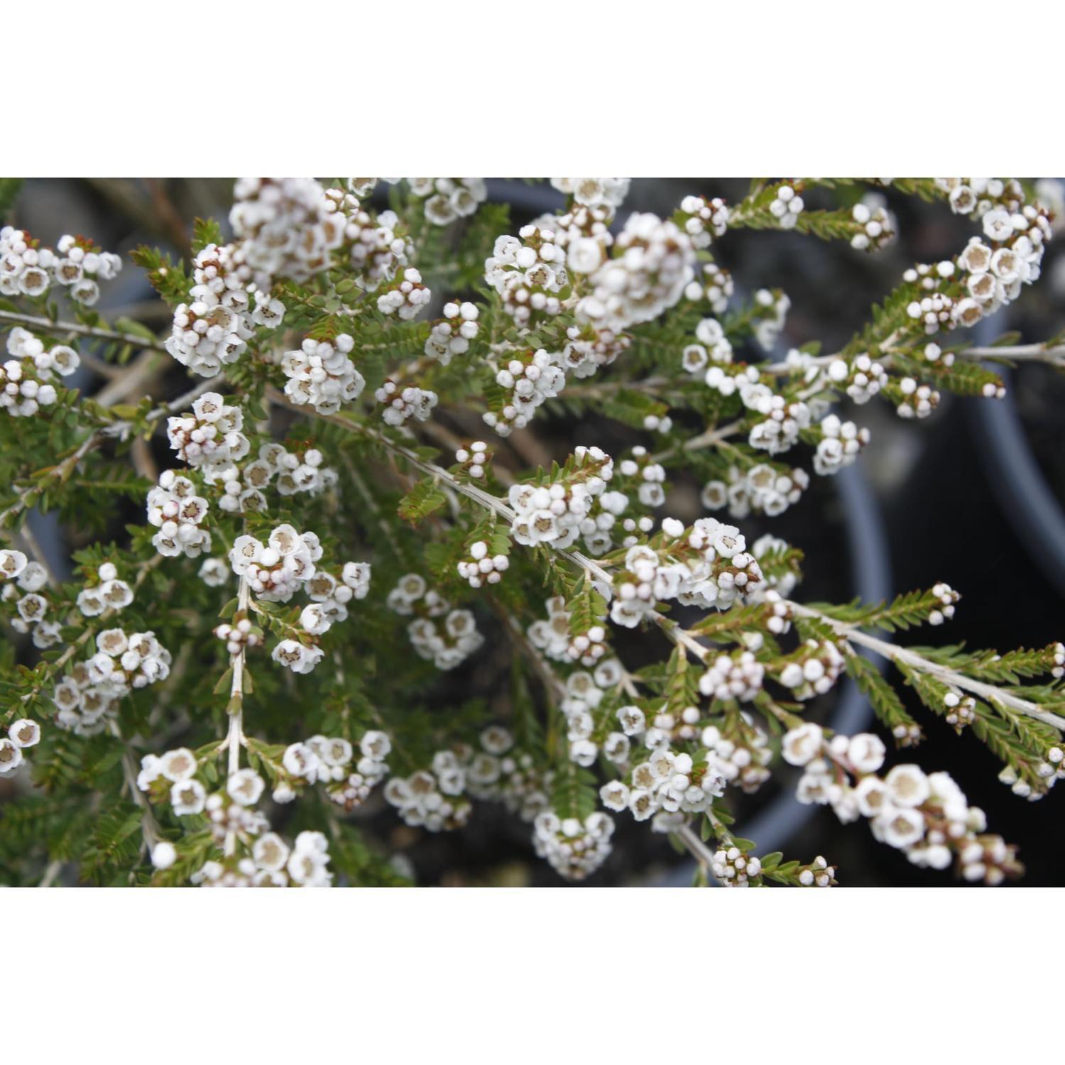 Thryptomene Supernova