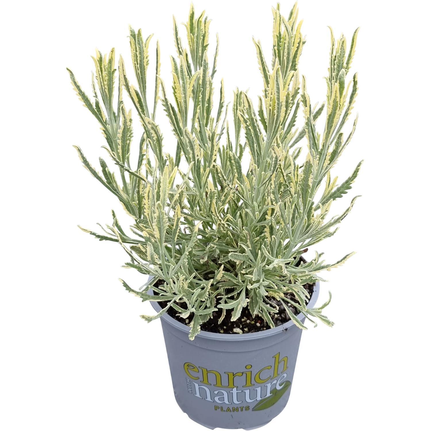 Lavender Meerlo