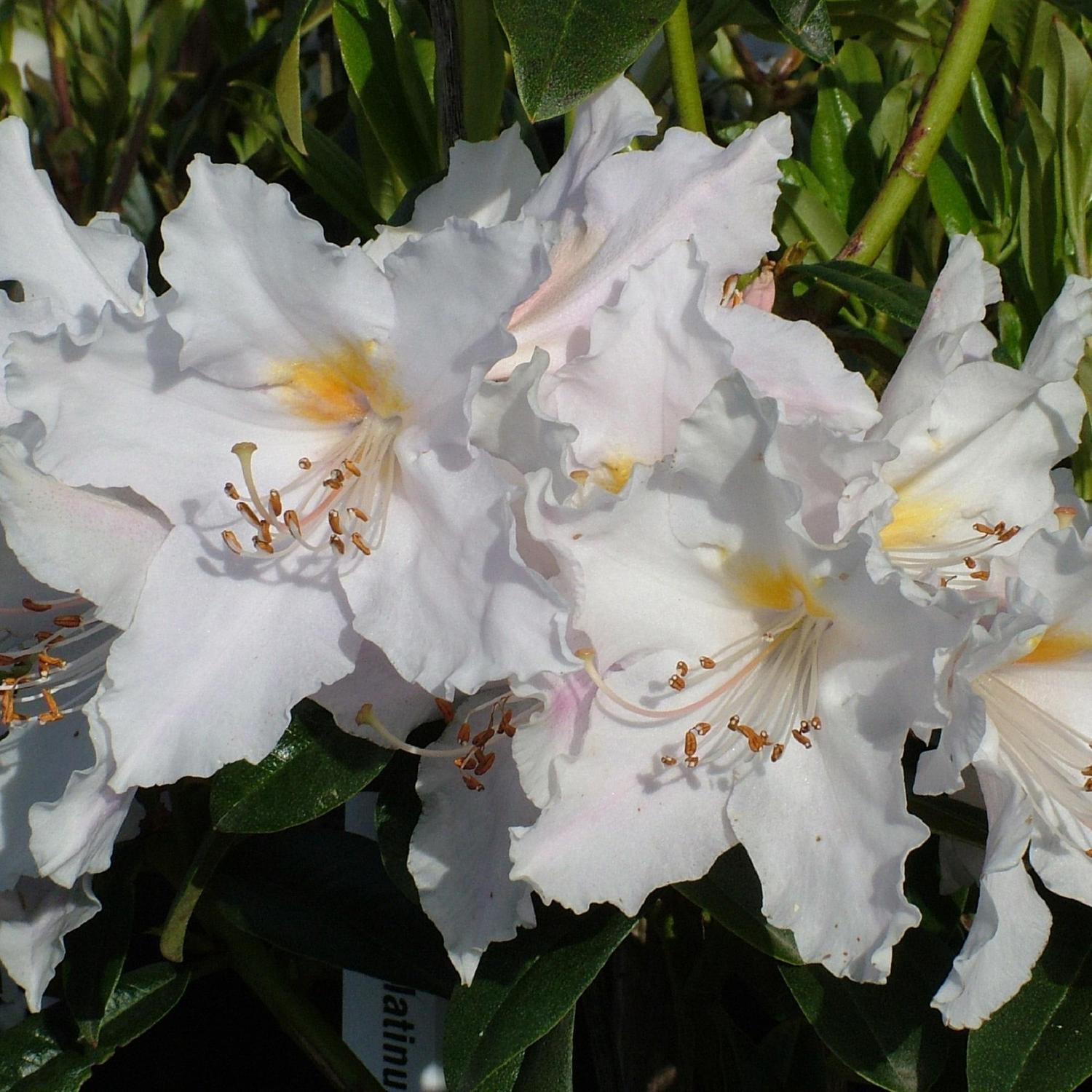 Rhododendron 'Platinum Ice'
