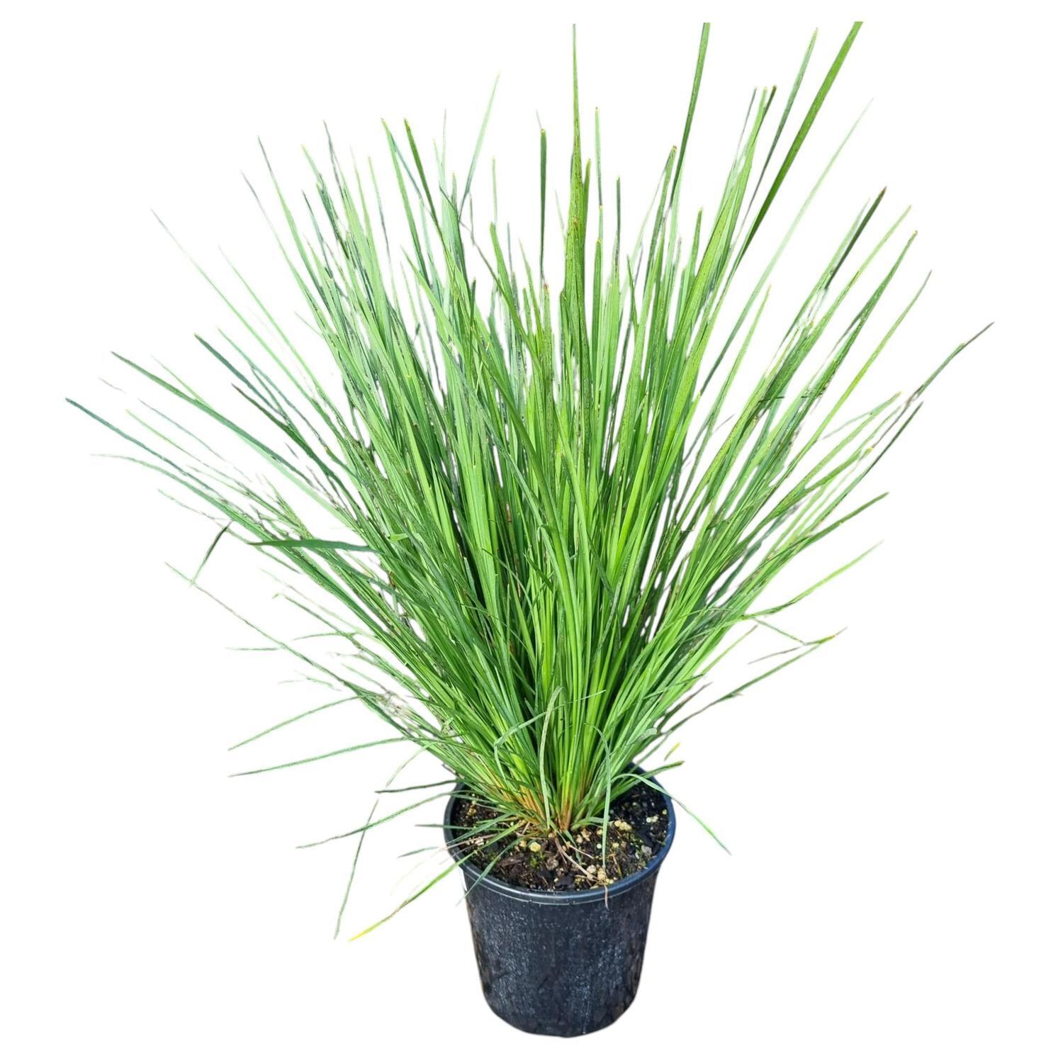 Lomandra 'Grass' Nyalla 4L